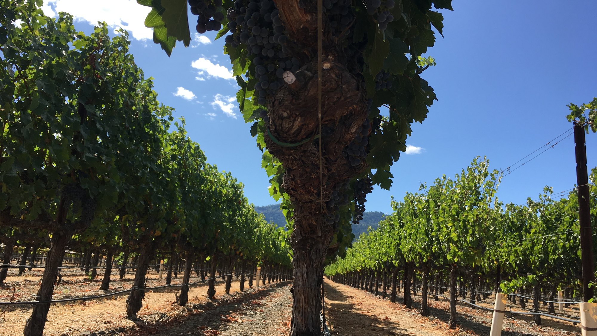 Old vine carrying ripe Cabernet fruit, with vineyard rows running to the hills behind